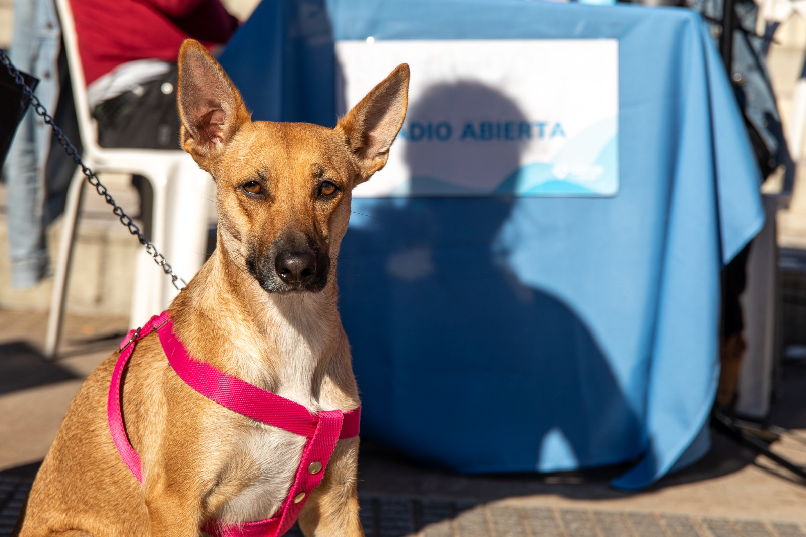SE HARÁ UN NUEVO PUNTO DE CASTRACIÓN ITINERANTE EN GERLI