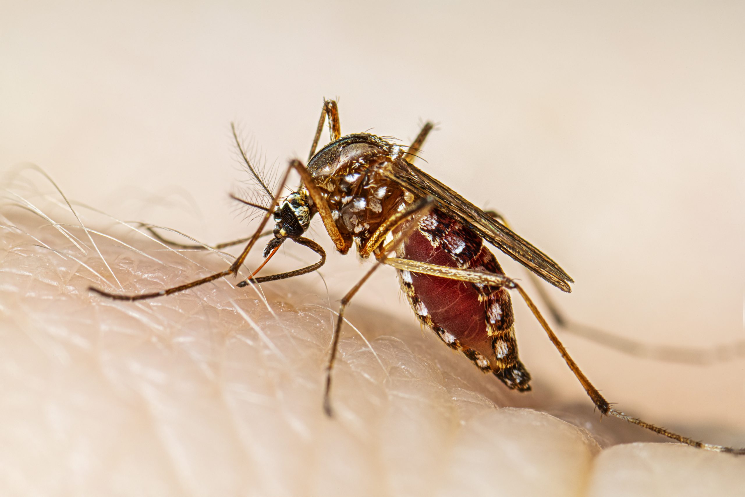 Prevení el dengue, zika y chikungunya