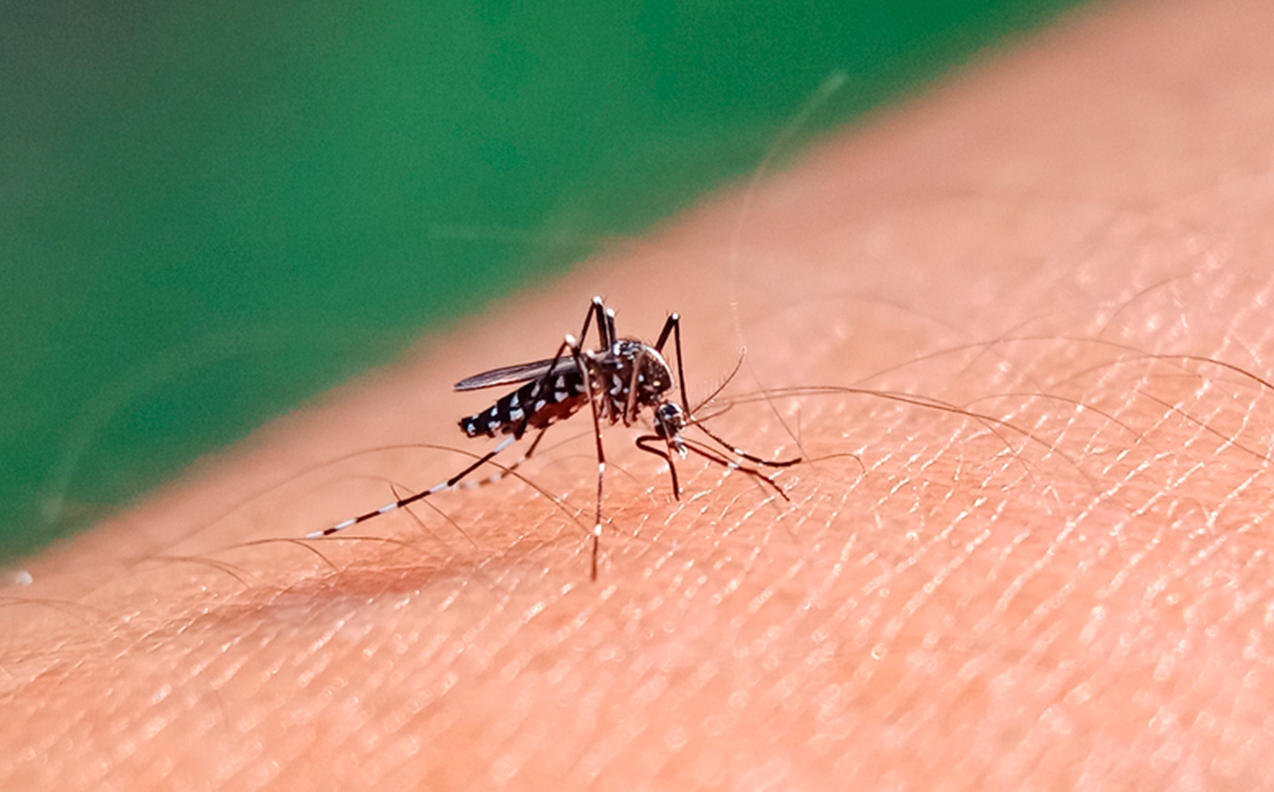 Cuáles son los síntomas del dengue, zika y chikungunya, y de qué forma prevenirlo