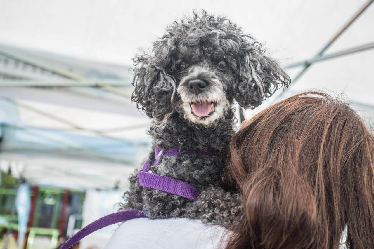 Reservá tu turno gratuito para castrar a tu mascota en Remedios de Escalada