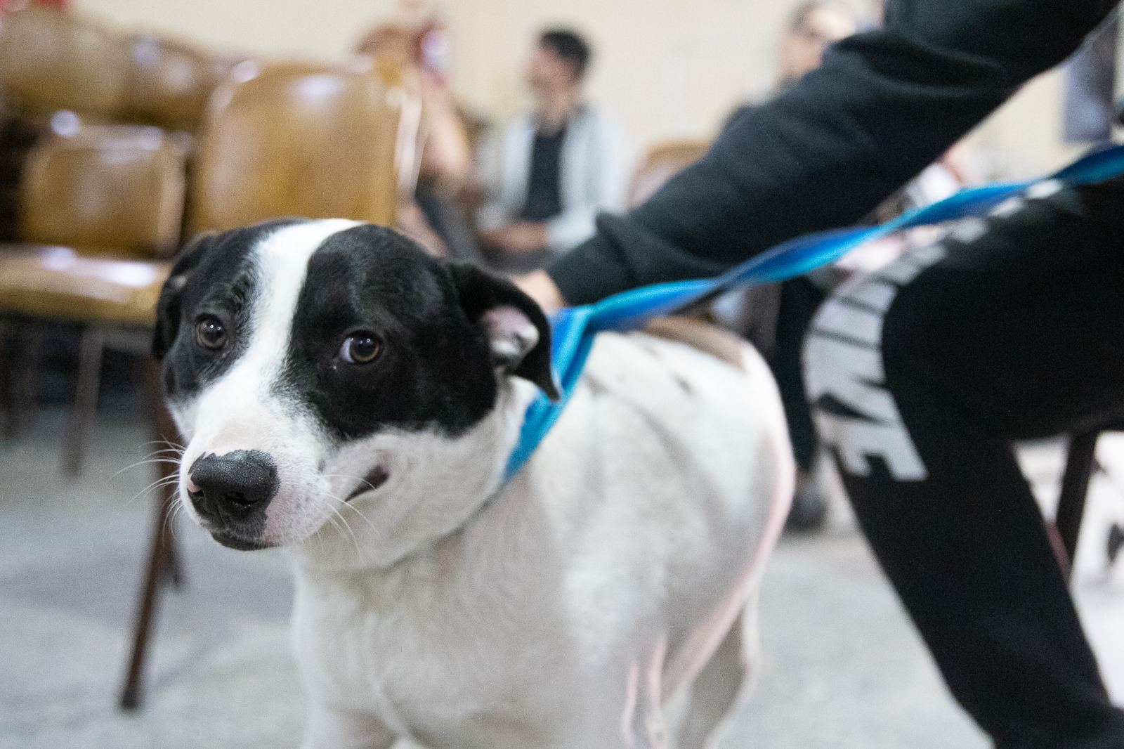 LANÚS GOBIERNO LLEVA EL PUNTO DE CASTRACIÓN ITINERANTE DE MASCOTAS A REMEDIOS DE ESCALADA