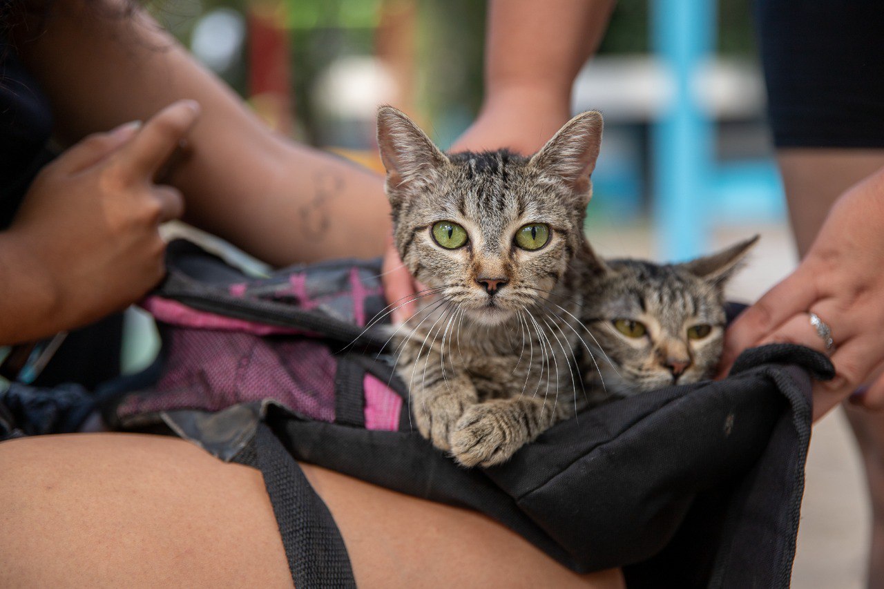 CONTINÚA EL PUNTO DE CASTRACIÓN ITINERANTE EN LANÚS OESTE