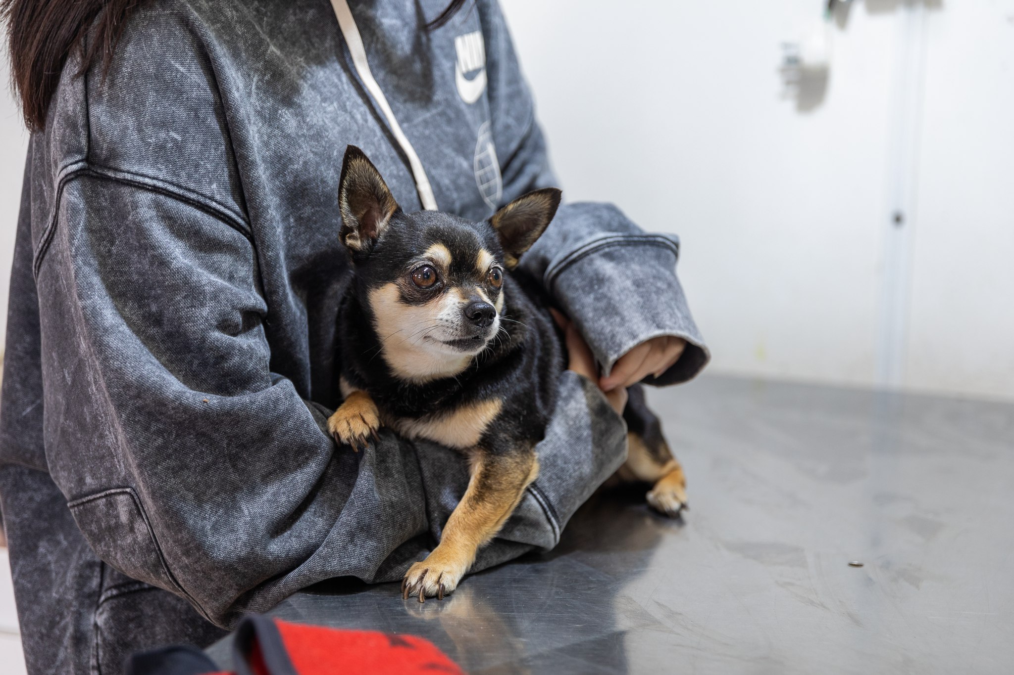 Punto de Castración de mascotas: hacé tu reserva gratuita en Lanús Oeste