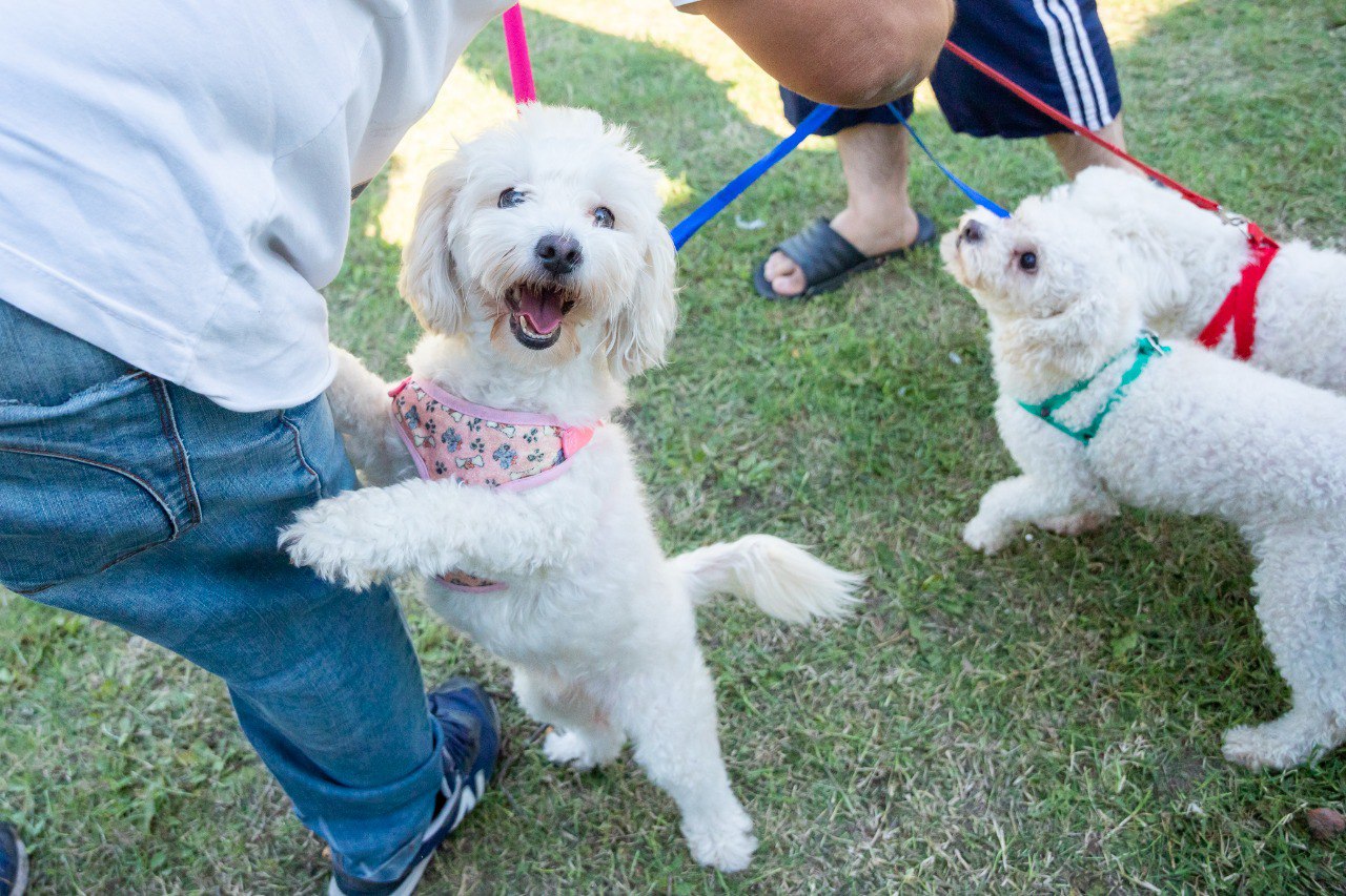 Punto de Castración Itinerante de mascotas: nuevos turnos gratuitos en Valentín Alsina