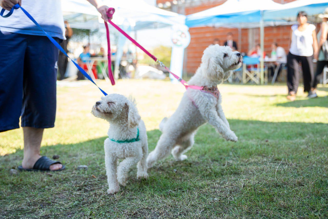 Nuevo Punto de Castración Itinerante de mascotas: turnos gratuitos en Valentín Alsina