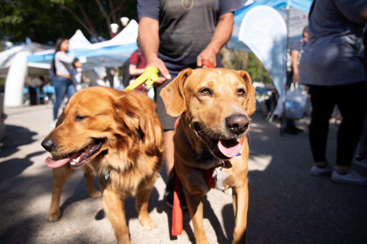 Castración Itinerante de mascotas: conseguí tu turno gratuito