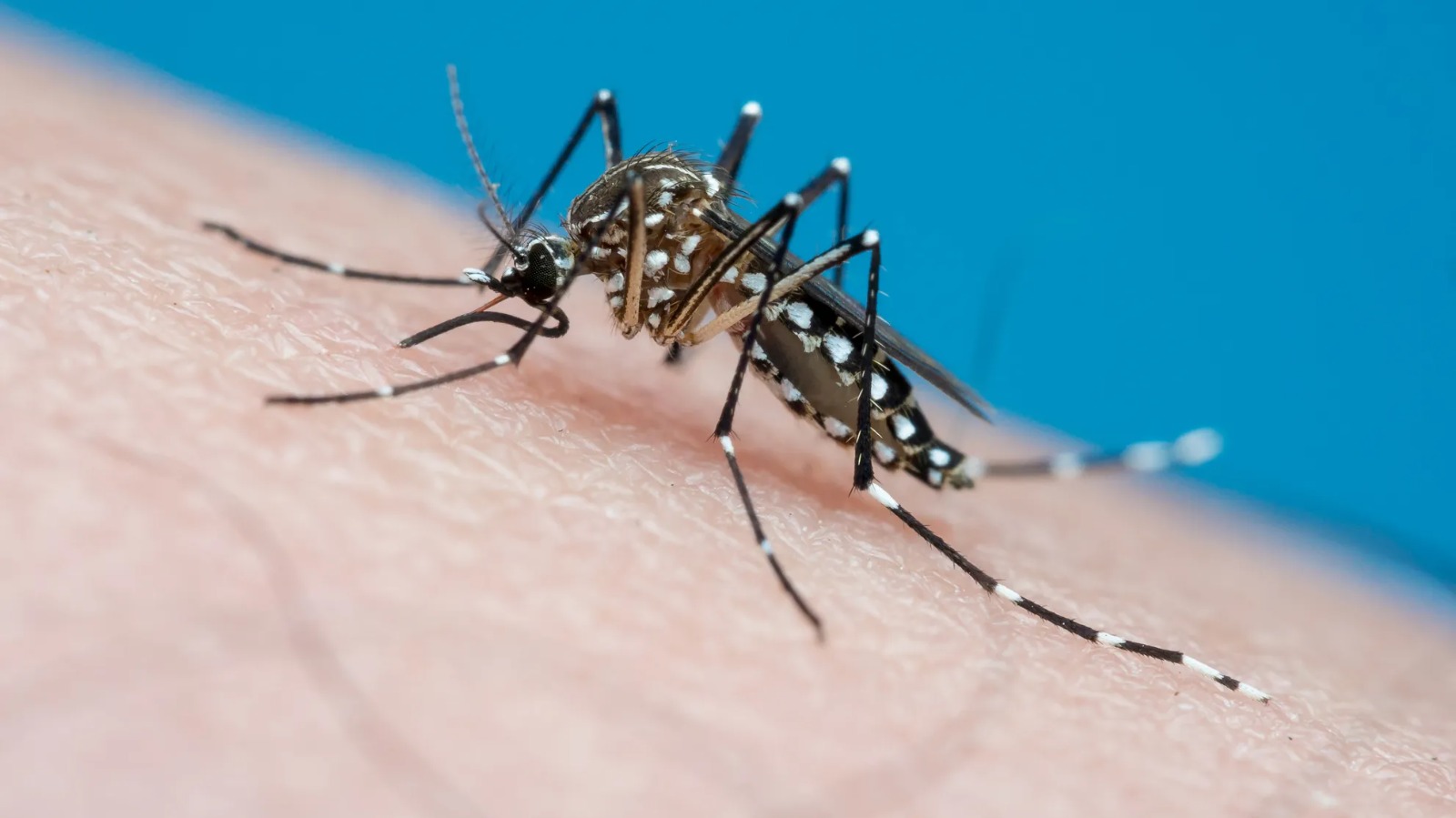 Dengue, Zika y Chikungunya: recomendaciones para prevenir las picaduras