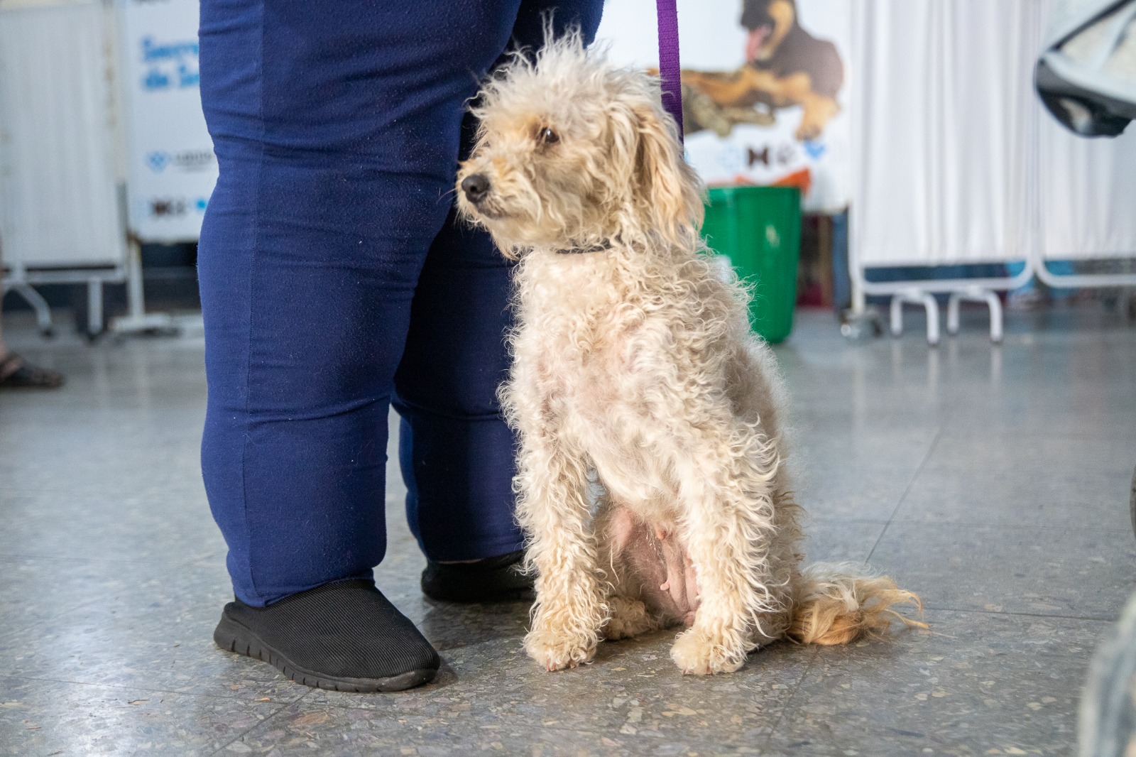 LANÚS GOBIERNO CONTINÚA CON EL PUNTO DE CASTRACIÓN ITINERANTE DE MASCOTAS EN LANÚS OESTE